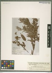 Foto von Salix bornmuelleri Hausskn.
